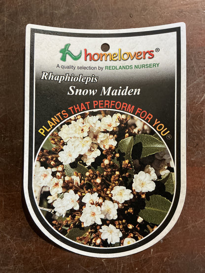 Rhaphiolepis indica ‘Snow Maiden’