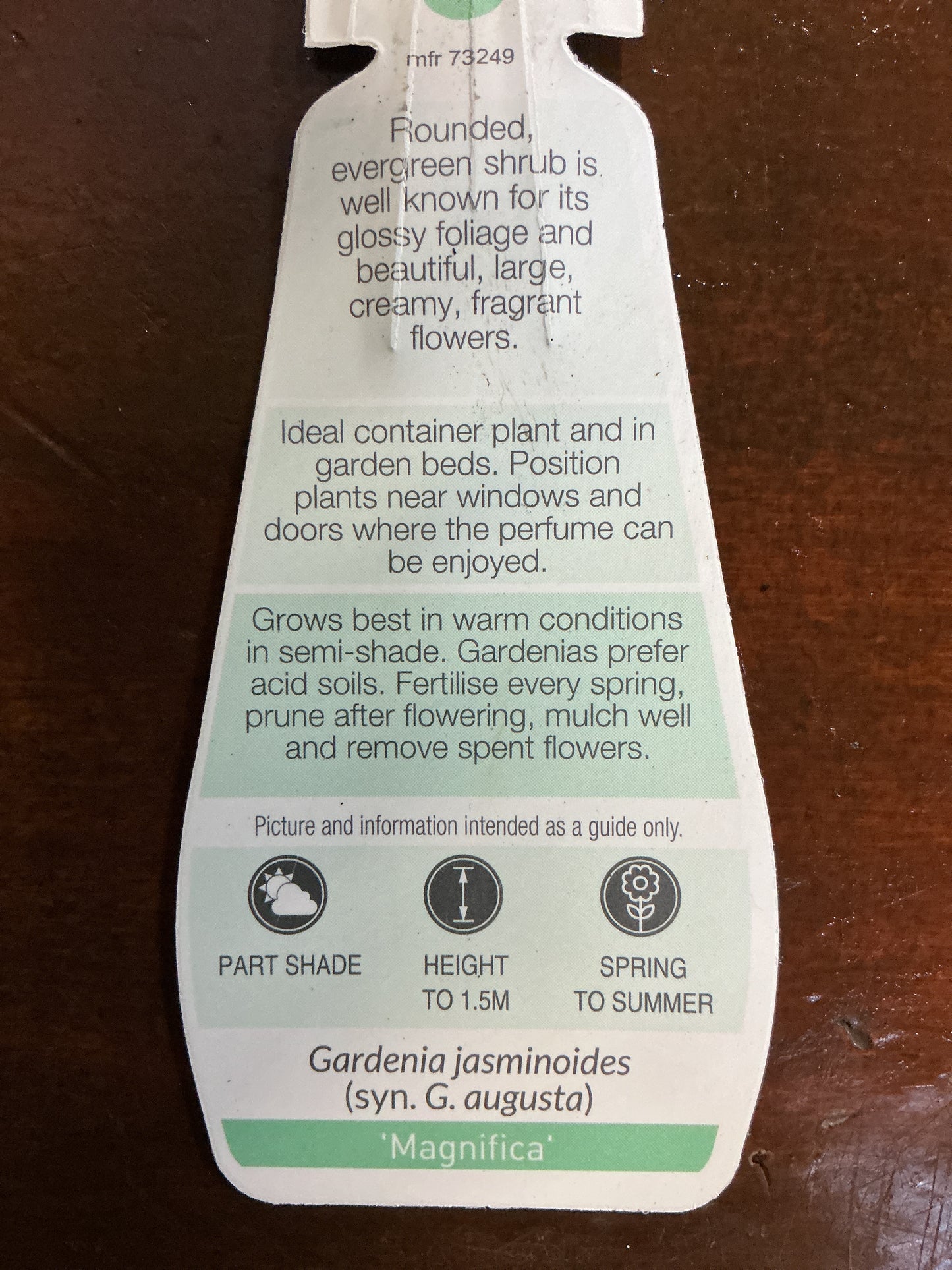 Gardenia 'Magnifica'