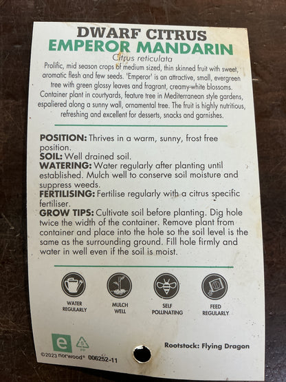 Dwarf Mandarin Emperor