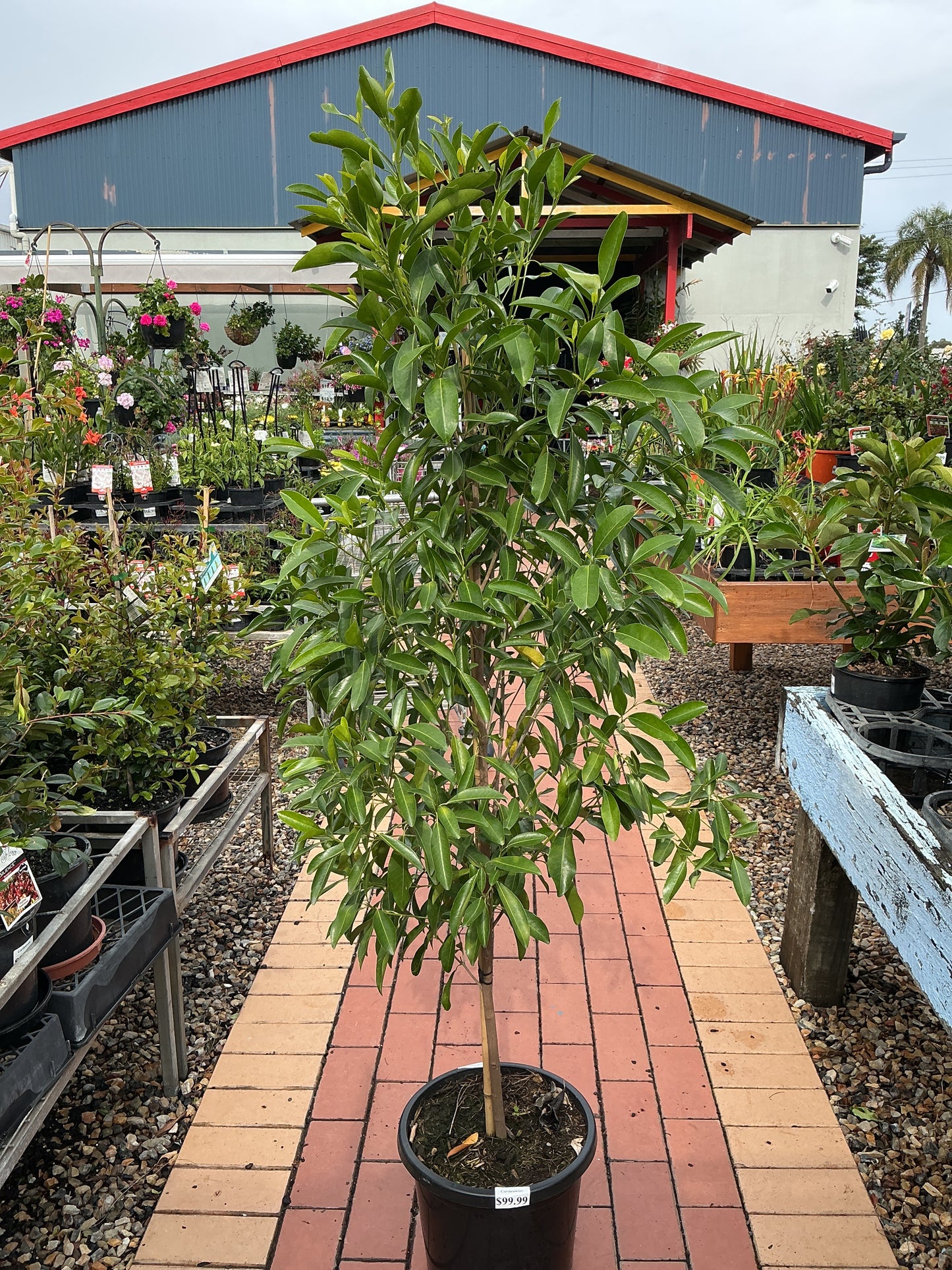 Fraser Island Apple (Acronychia imperforata)