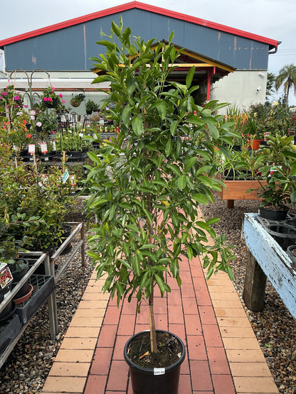 Fraser Island Apple (Acronychia imperforata)