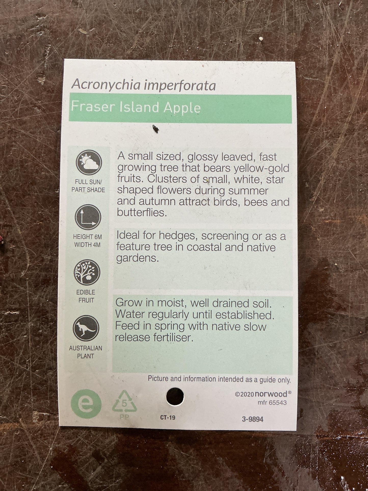 Fraser Island Apple (Acronychia imperforata)