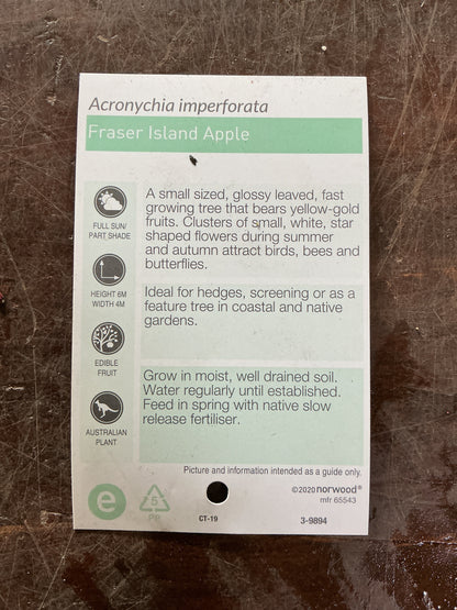 Fraser Island Apple (Acronychia imperforata)