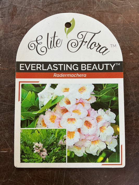 Radermachera ‘Summerscent’