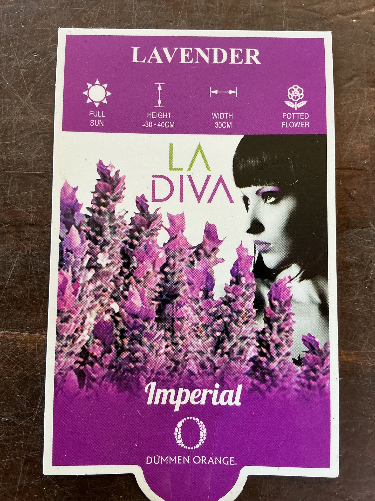 Lavender LaDiva ‘Imperial’