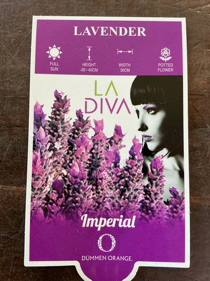 Lavender LaDiva ‘Imperial’