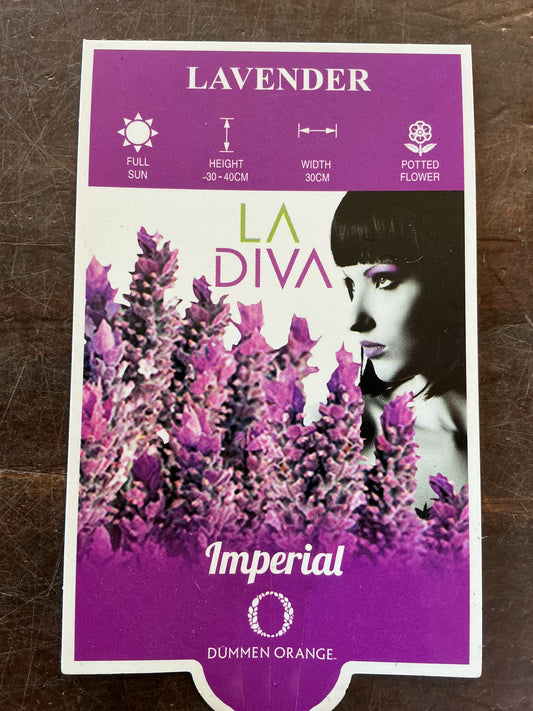 Lavender LaDiva ‘Imperial’
