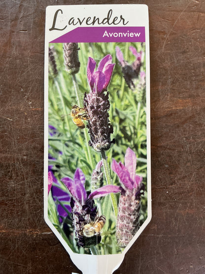Lavender ‘Avonview’