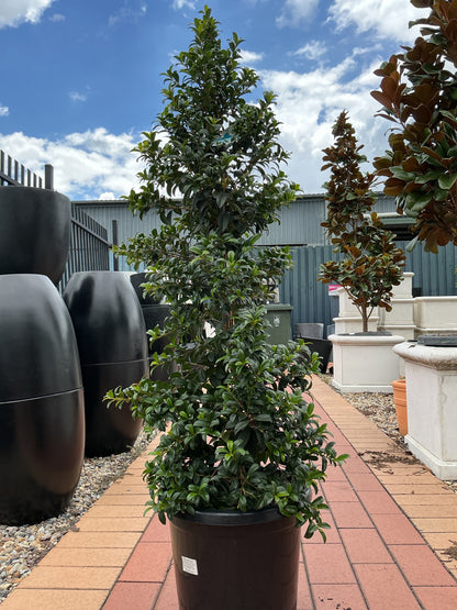 Lilly Pilly Straight and Narrow (Syzygium australe 'SAN01')