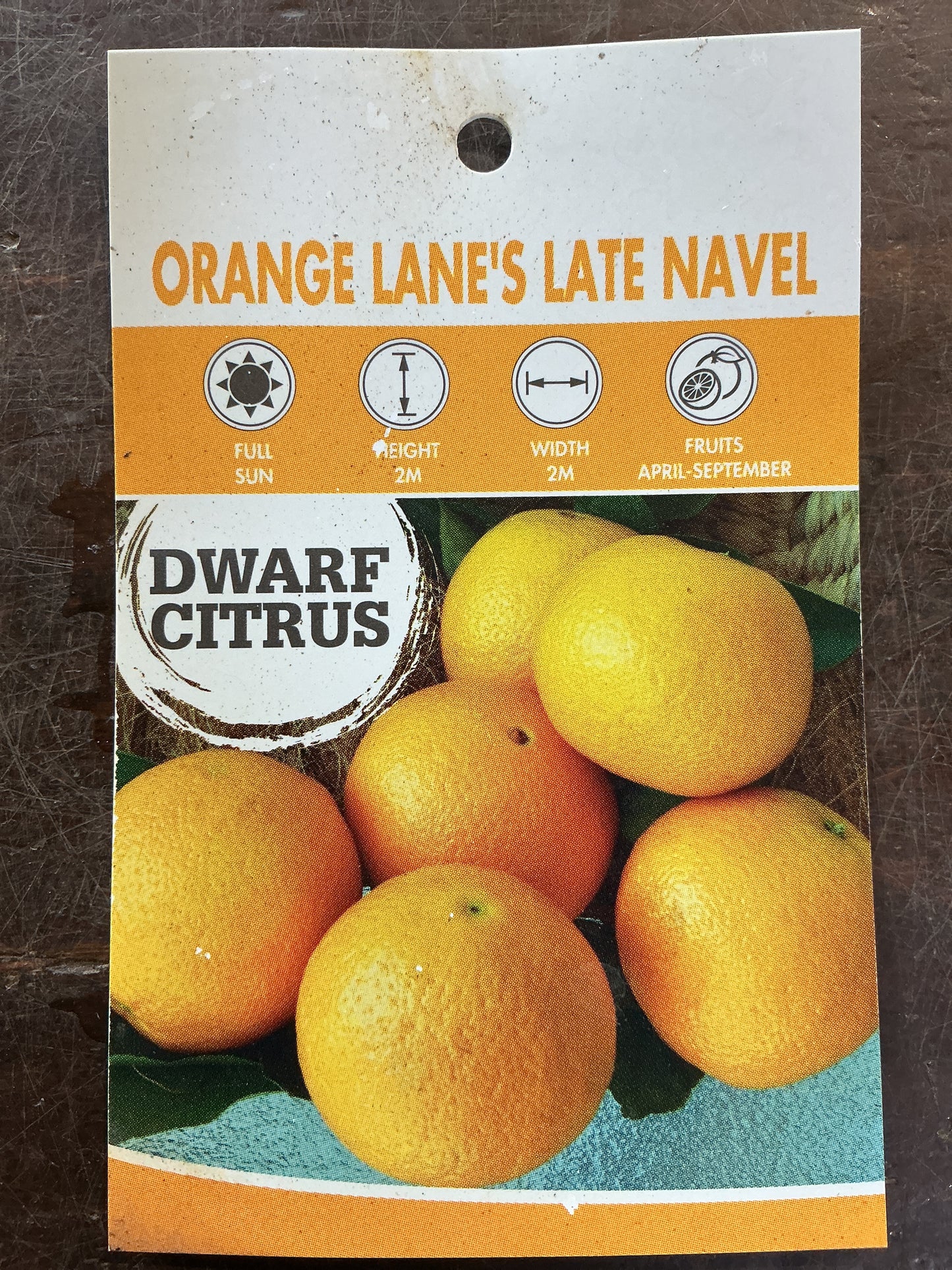 Dwarf Orange (Lane’s Late Navel)
