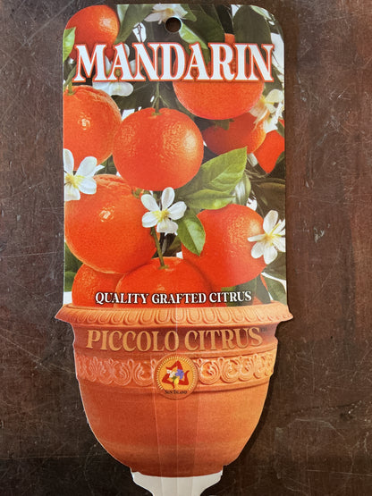 'Piccolo' Imperial Mandarin (Grafted Dwarf)