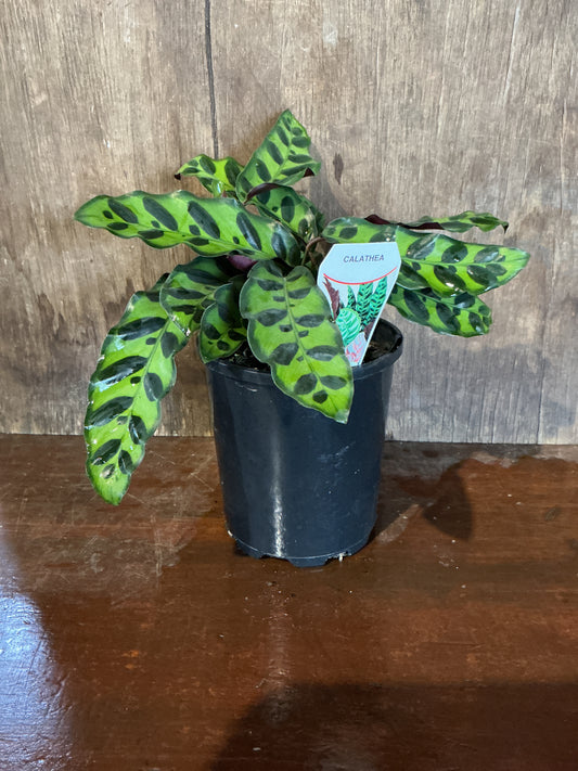 Calathea insignis ‘Rattlesnake’