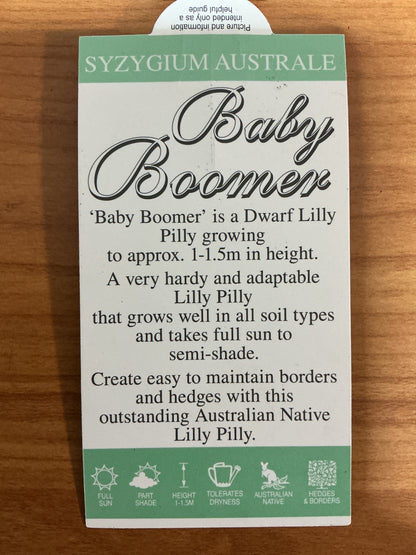 Dwarf Lilly Pilly ‘Baby Boomer’