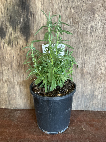 Lavender LaDiva ‘Imperial’