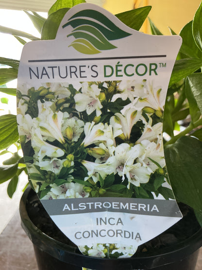 Alstromeria