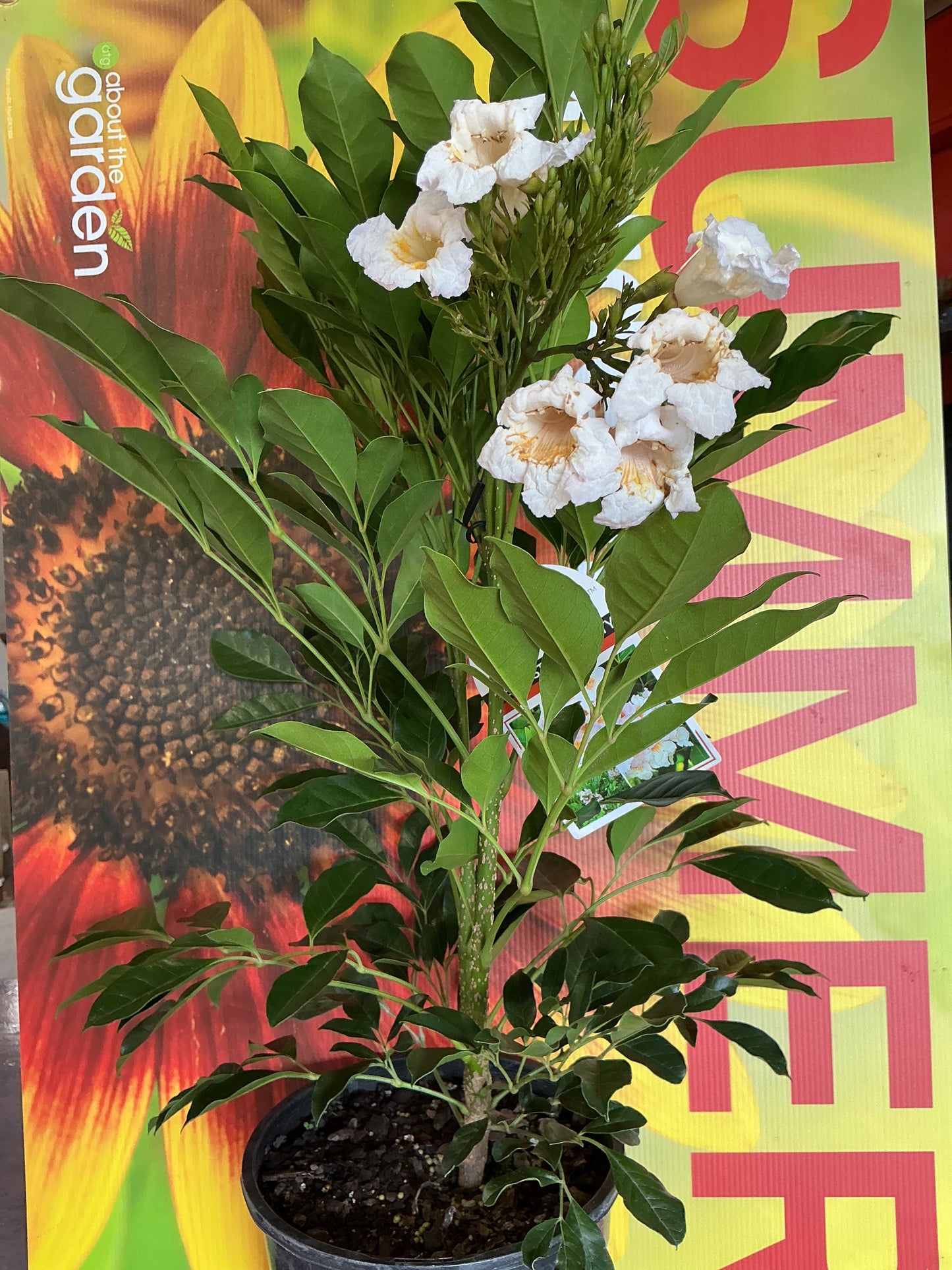 Radermachera ‘Summerscent’