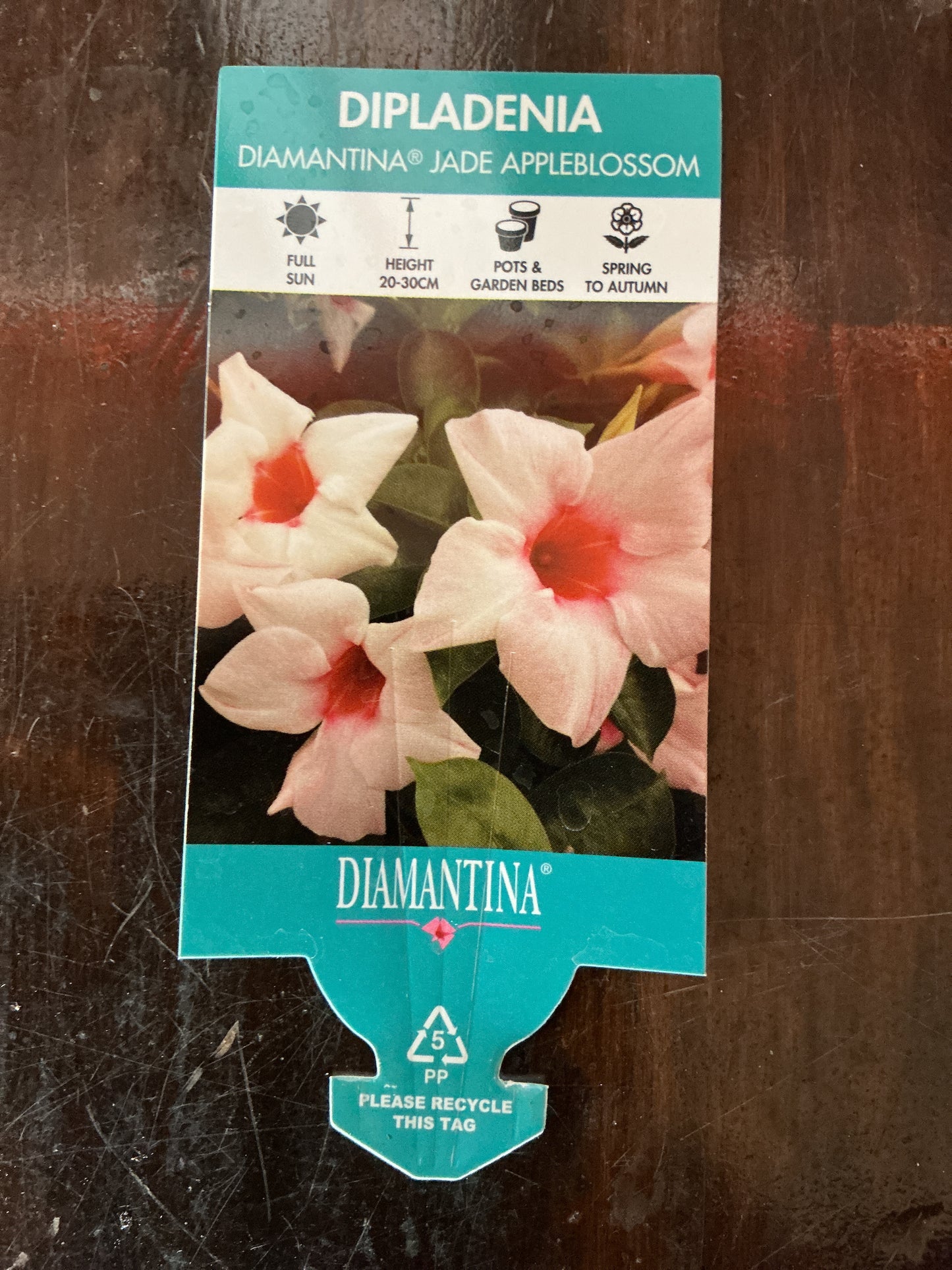 Dipladenia Diamantina ‘Jade Appleblossom’