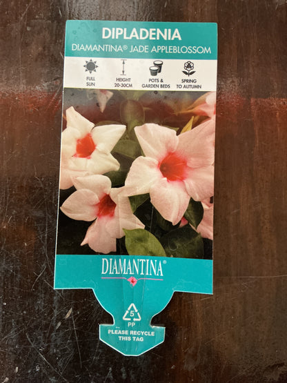Dipladenia Diamantina ‘Jade Appleblossom’