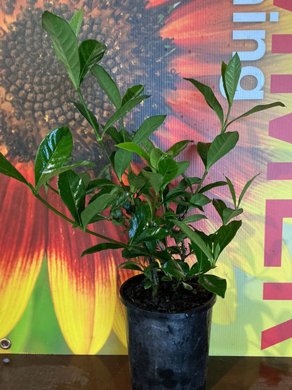 Gardenia 'Magnifica'