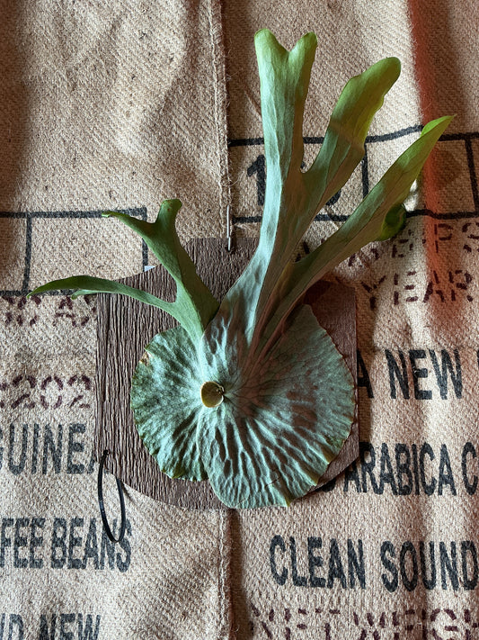 Platycerium ‘Staghorn Fern’