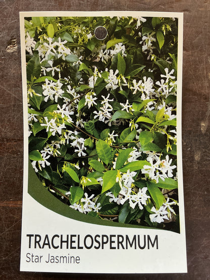 Trachelospermum jasminoides 'Star Jasmine'