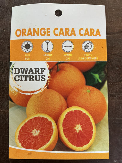 Dwarf Orange ‘Cara Cara’