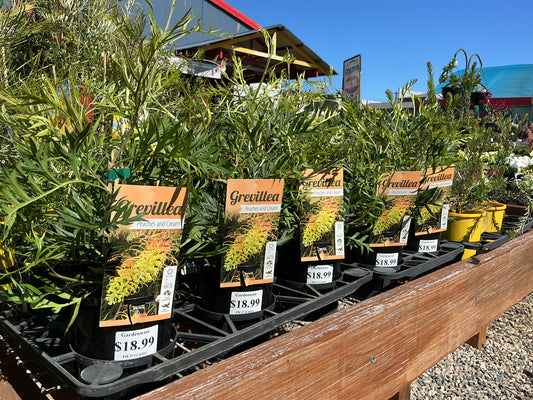 Grevillea Peaches and Cream 140mm