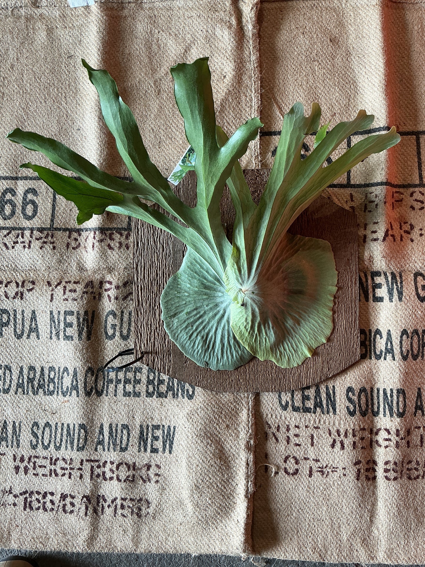 Platycerium ‘Staghorn Fern’