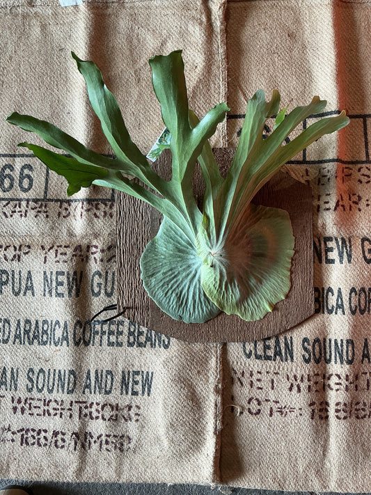 Platycerium ‘Staghorn Fern’