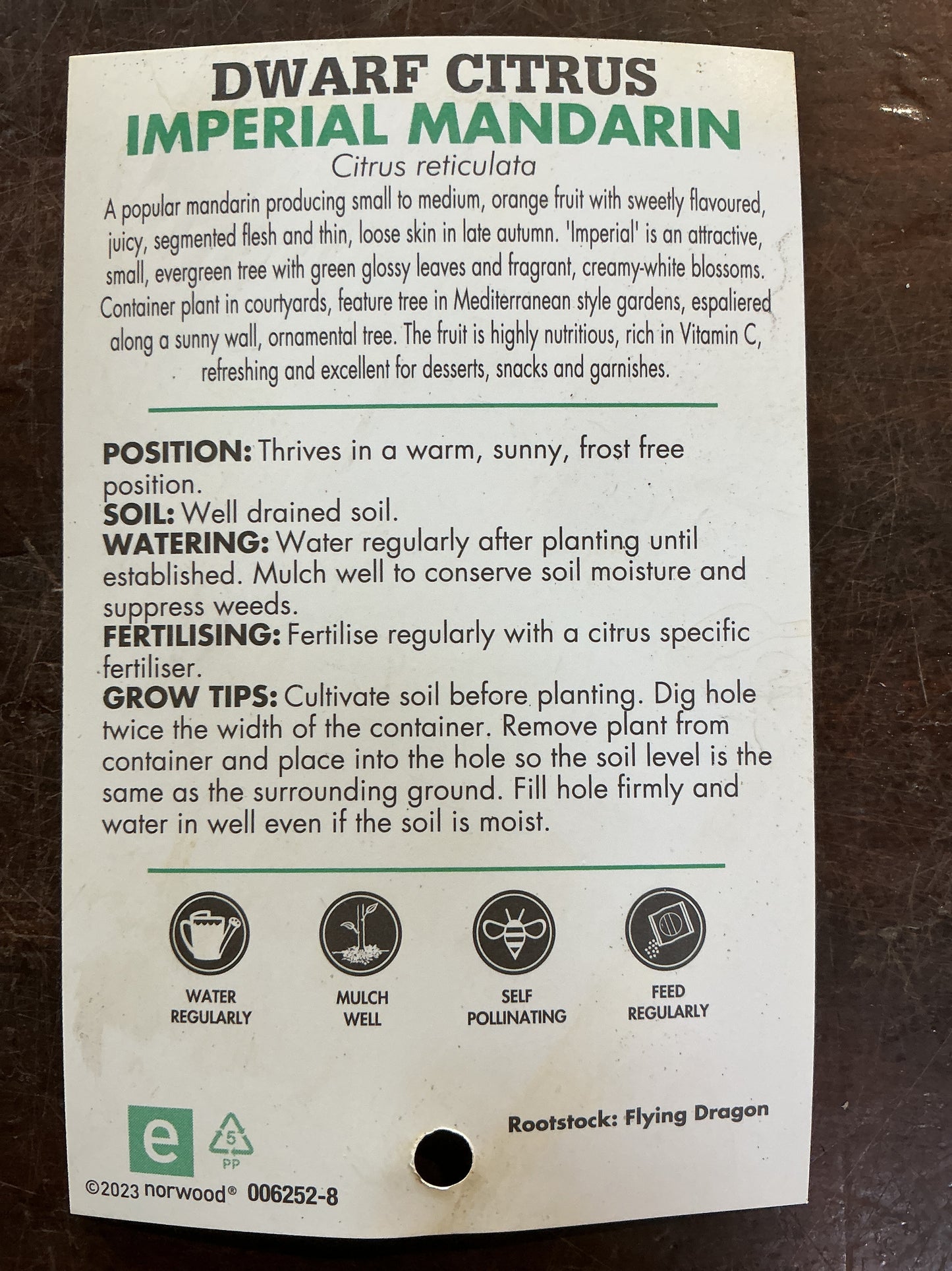 Dwarf Mandarin Imperial