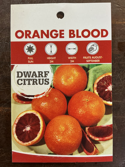 Dwarf Orange (Blood Orange)