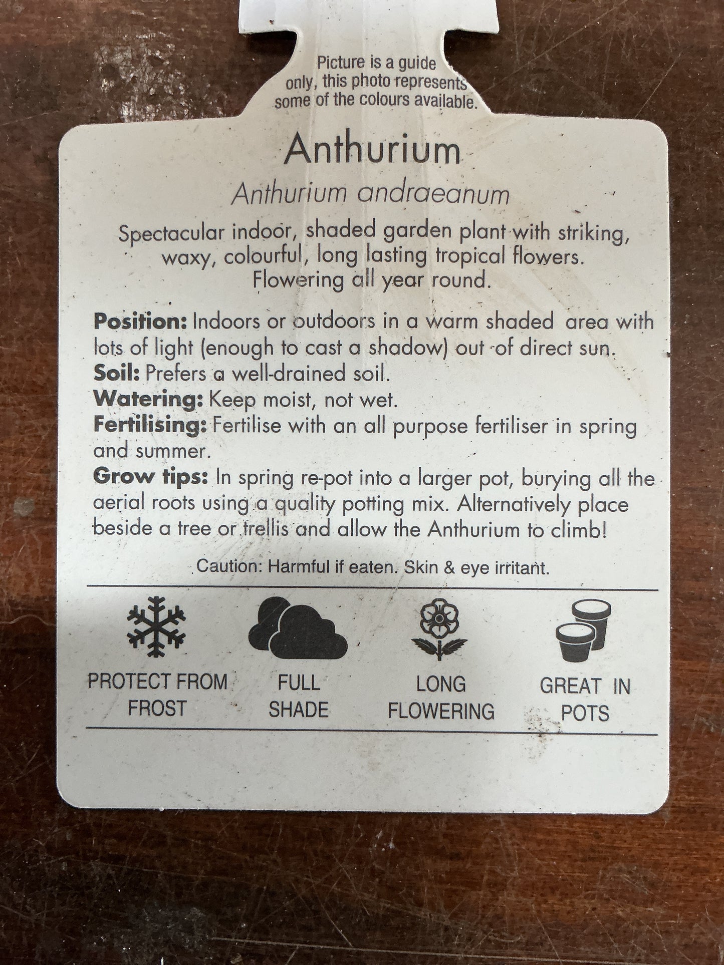 Flowering Anthurium 180mm