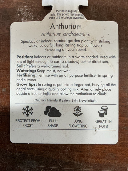 Flowering Anthurium 180mm