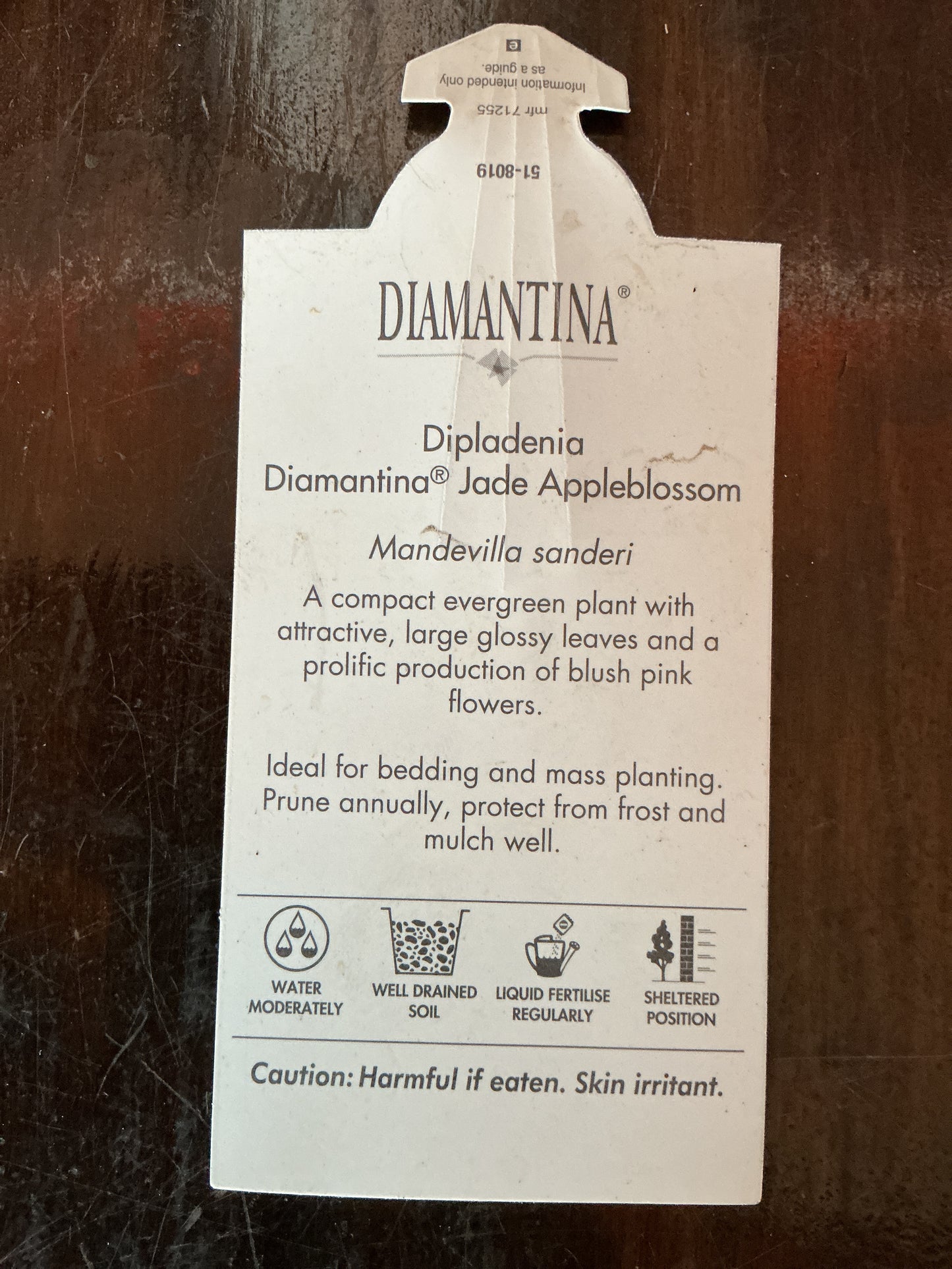 Dipladenia Diamantina ‘Jade Appleblossom’