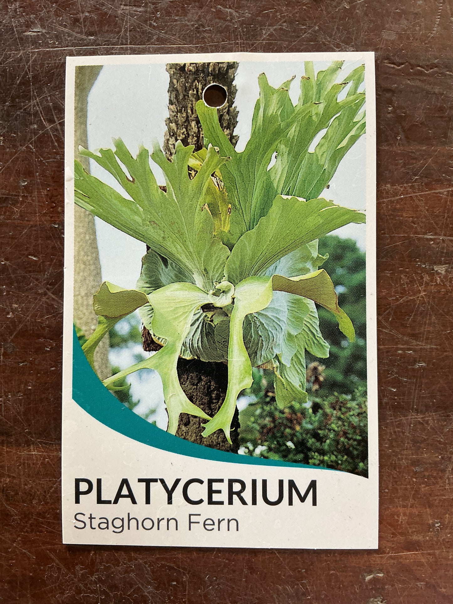 Platycerium ‘Staghorn Fern’