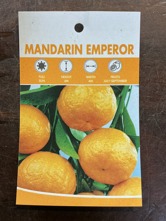 Mandarin 'Emperor'
