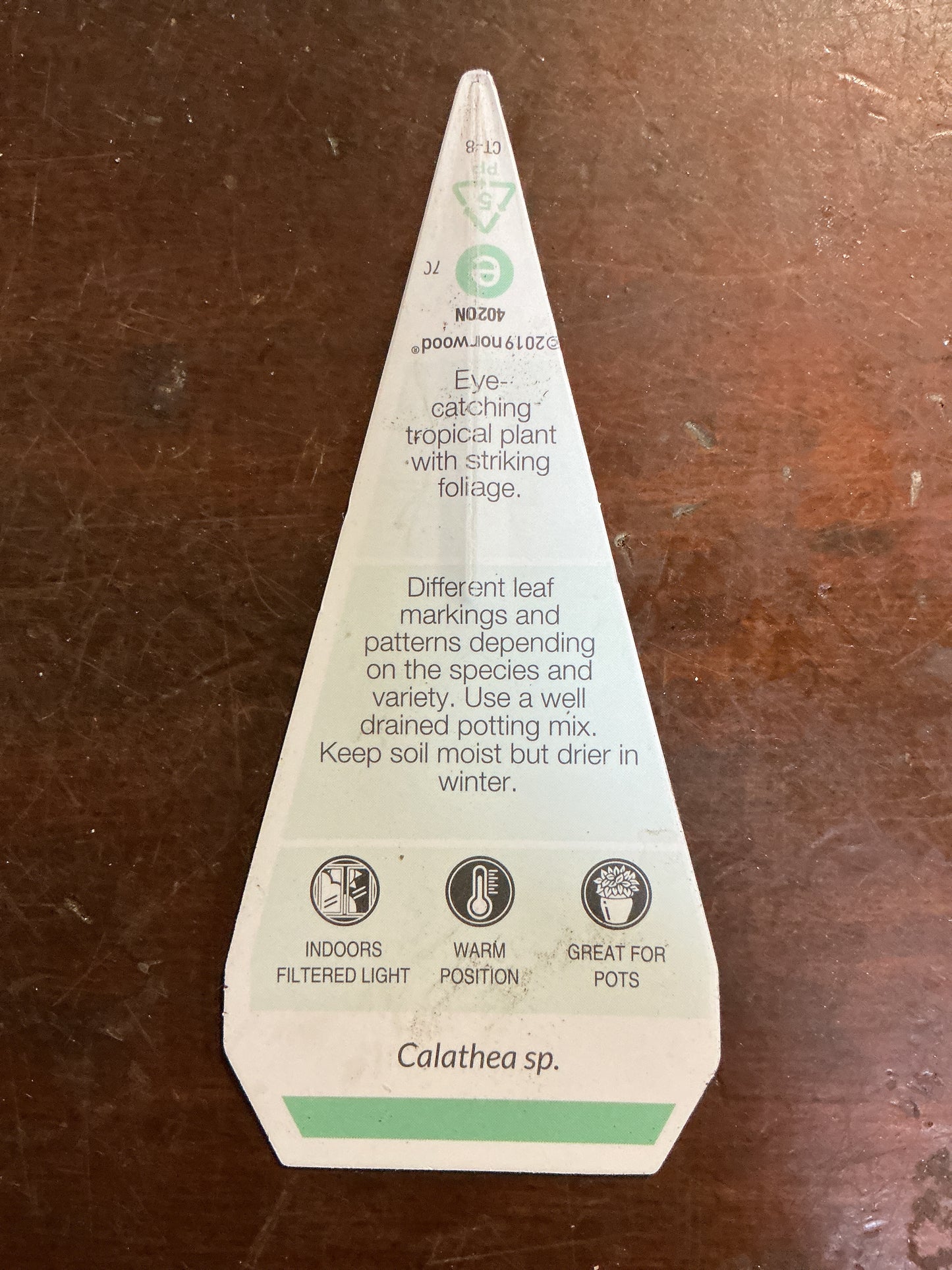 Calathea insignis ‘Rattlesnake’