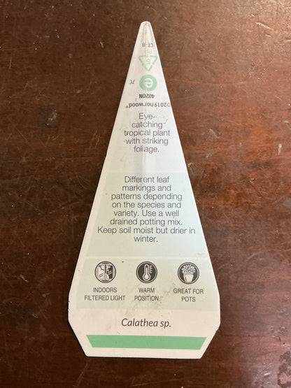 Calathea insignis ‘Rattlesnake’