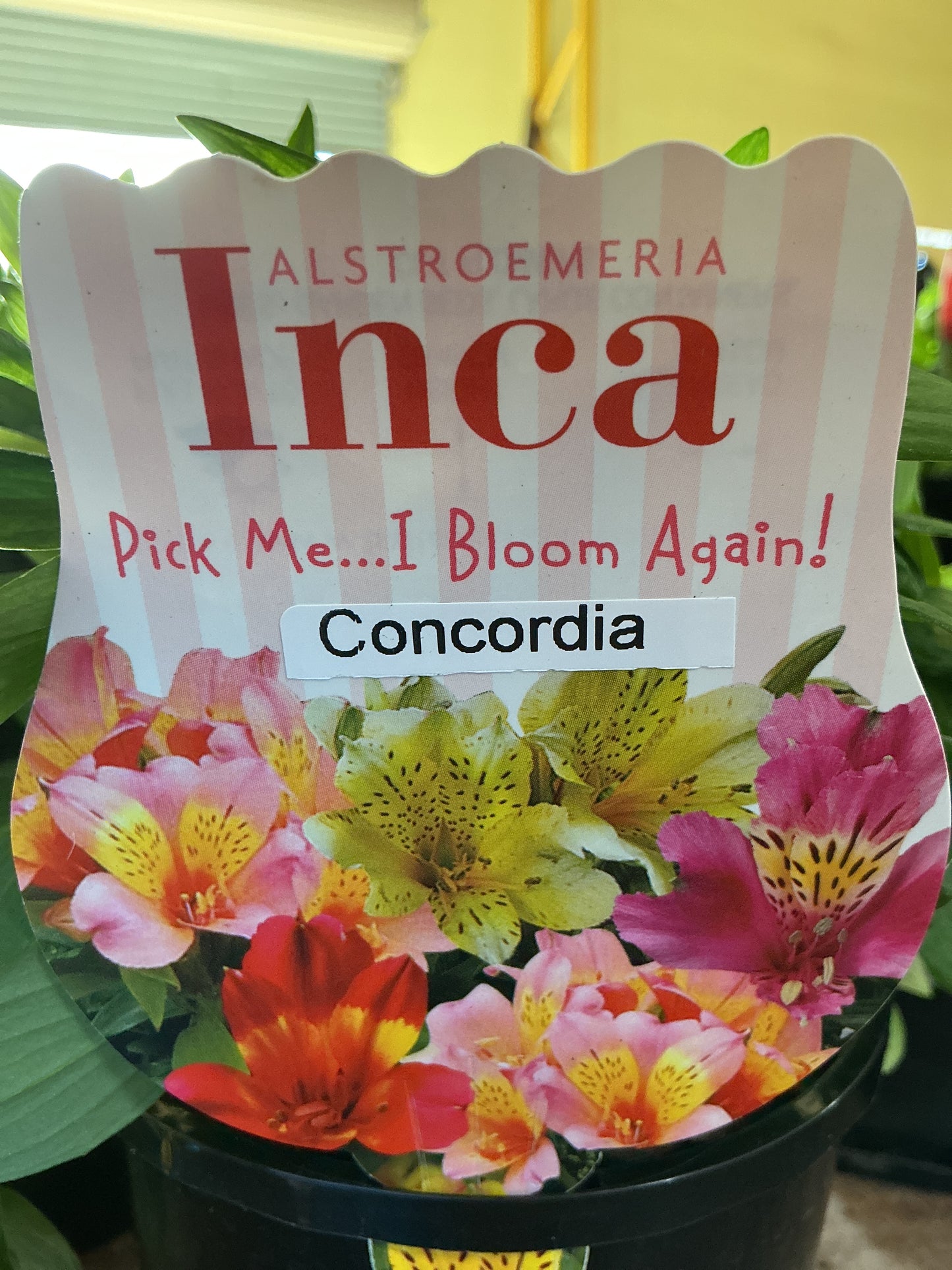 Alstromeria