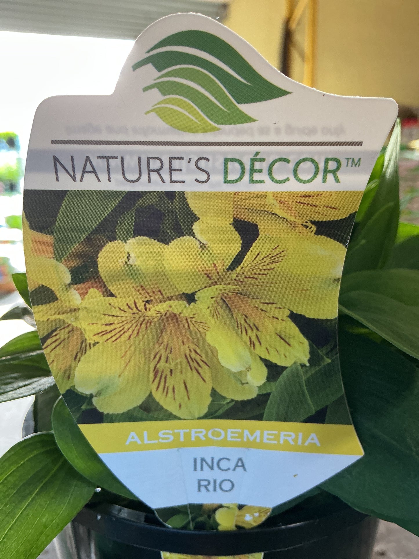 Alstromeria
