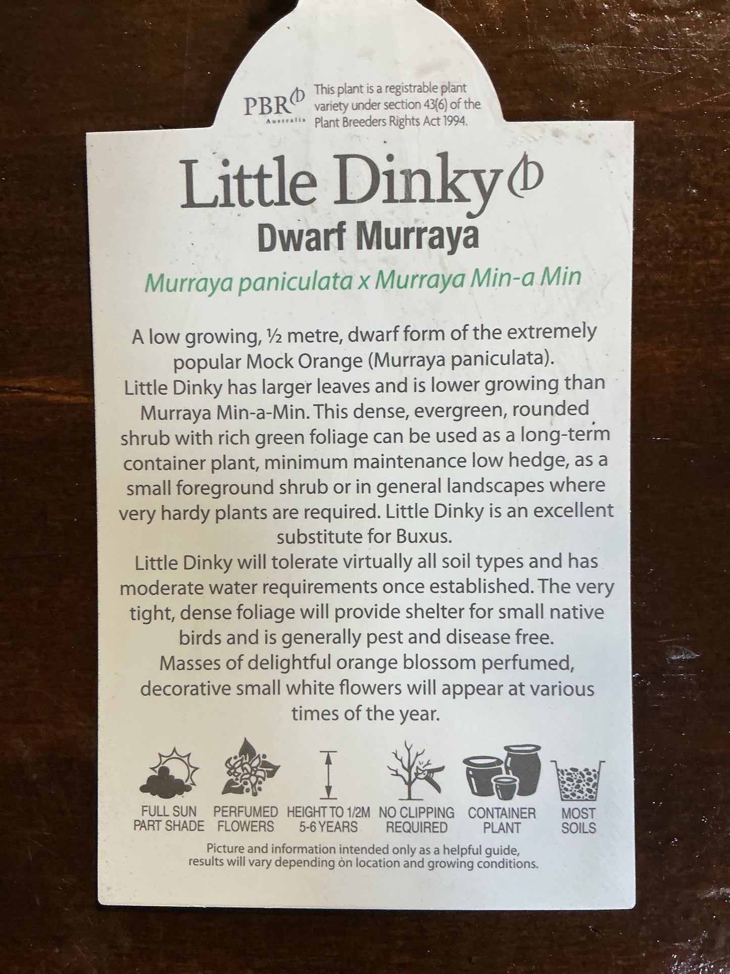 Dwarf Murraya ‘Little Dinky’