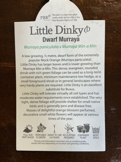 Dwarf Murraya ‘Little Dinky’