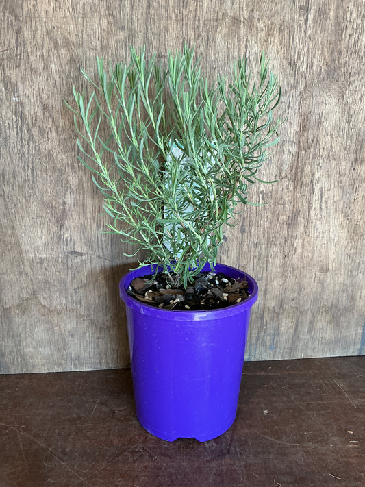 Lavender ‘Avonview’