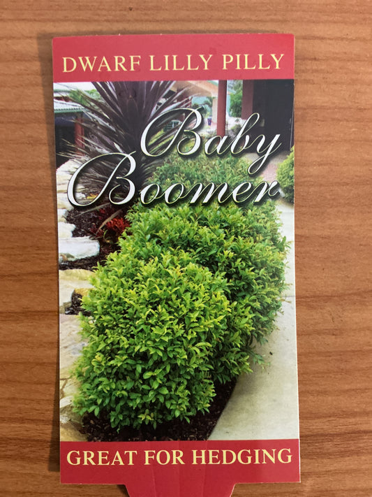 Dwarf Lilly Pilly ‘Baby Boomer’