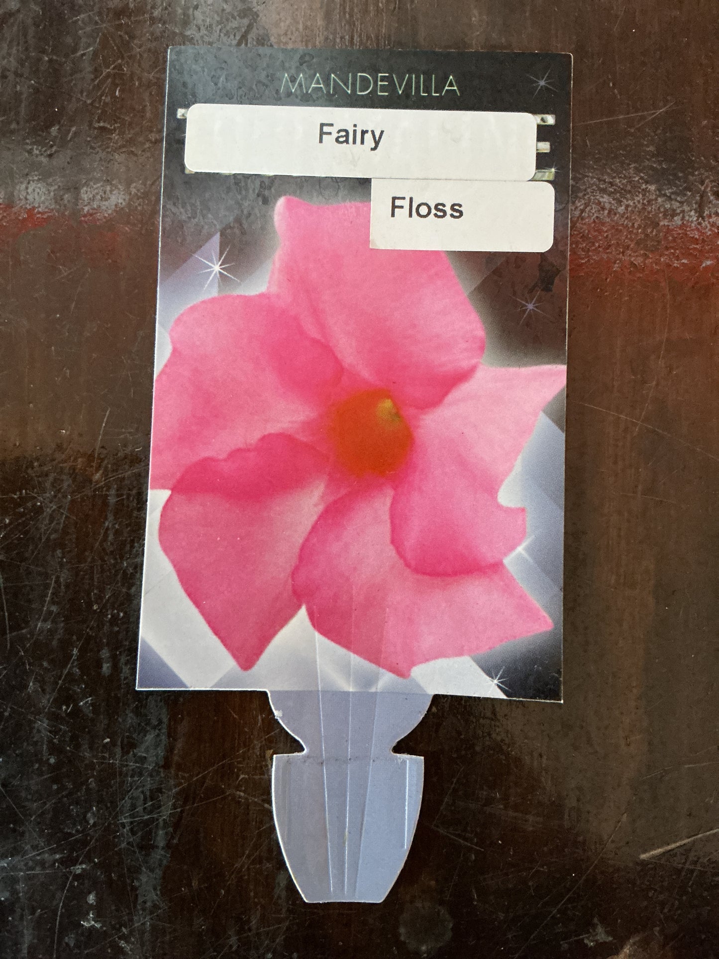 Mandevilla ‘Fairy Floss’