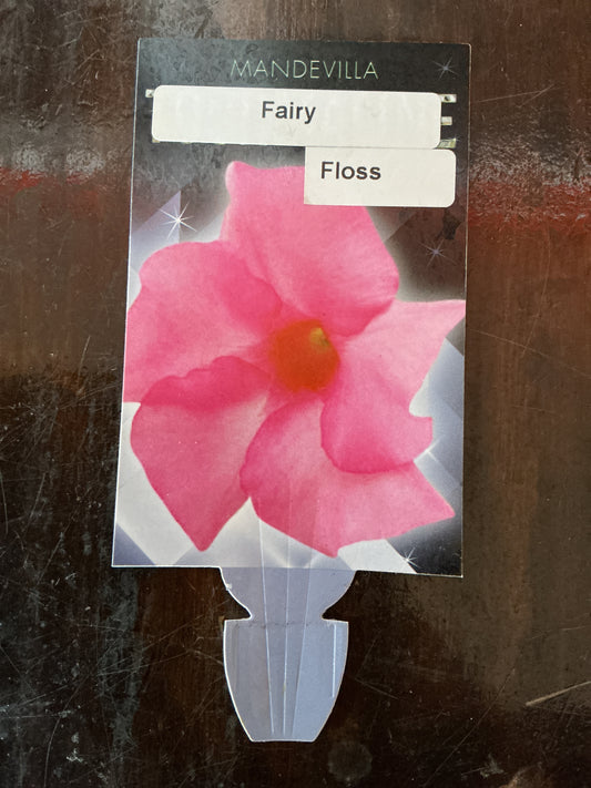 Mandevilla ‘Fairy Floss’
