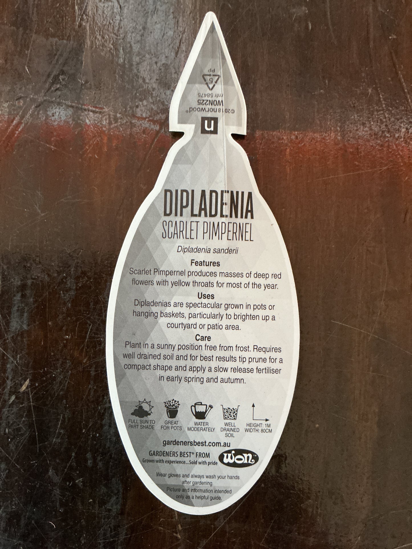 Dipladenia ‘Scarlet Pimpernel’