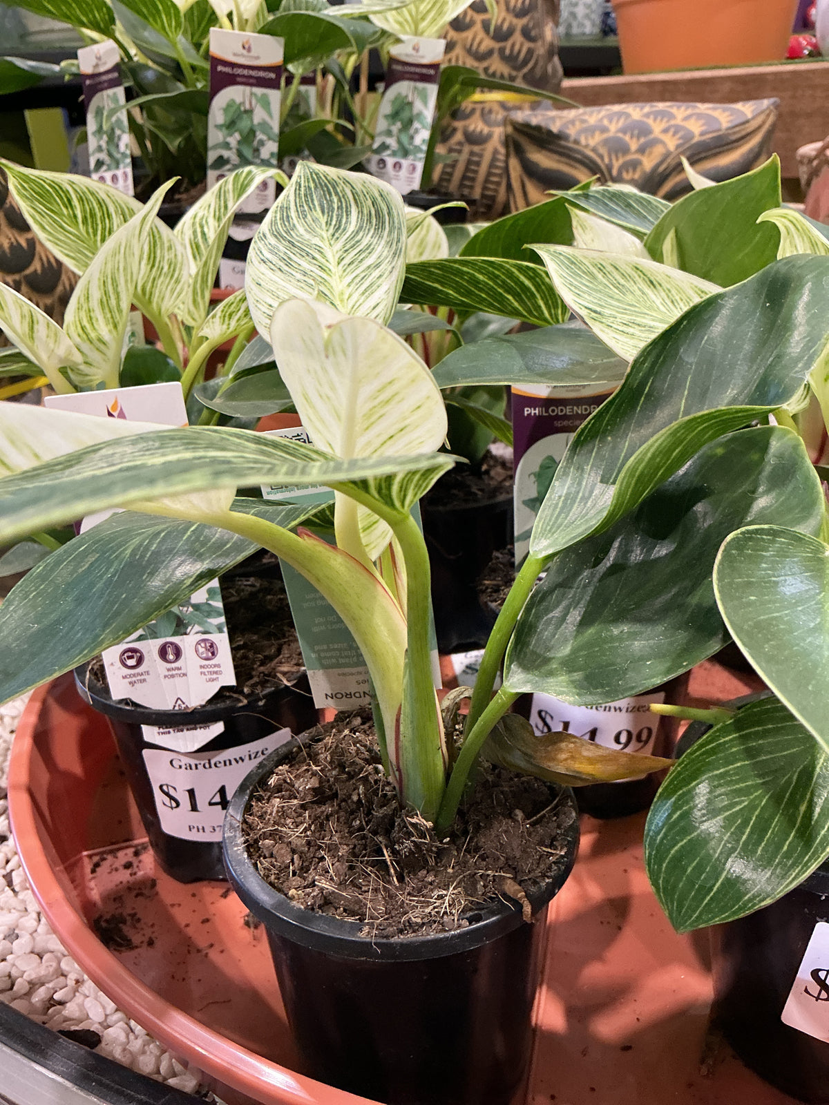 Philodendron ‘Birkin’