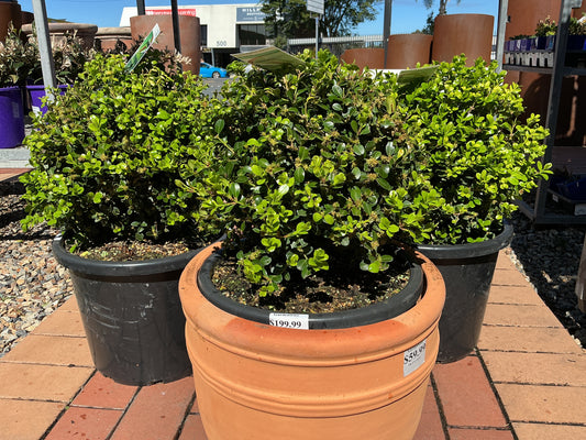 Buxus Ball