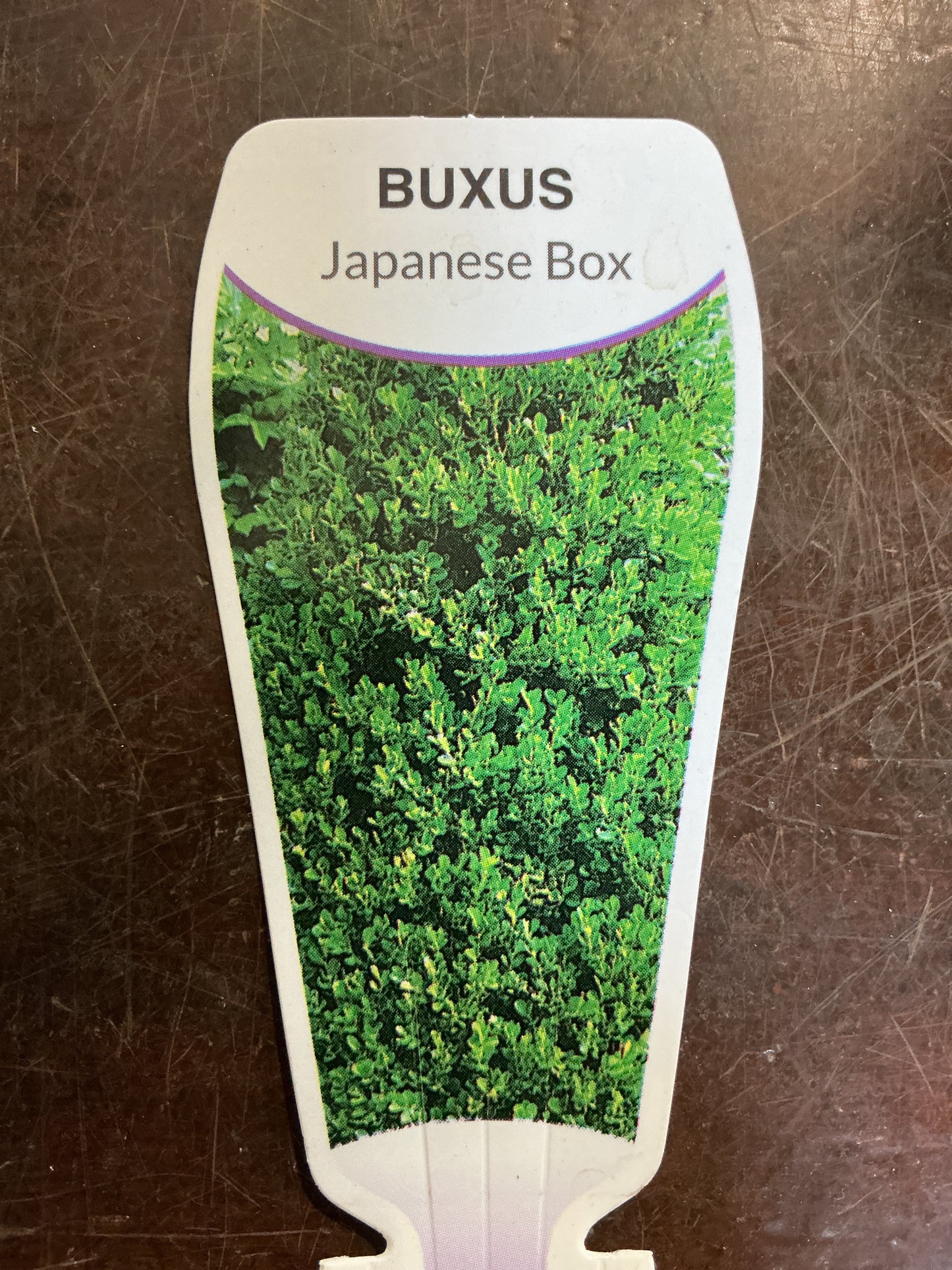 Buxus ‘Japanese  Box’